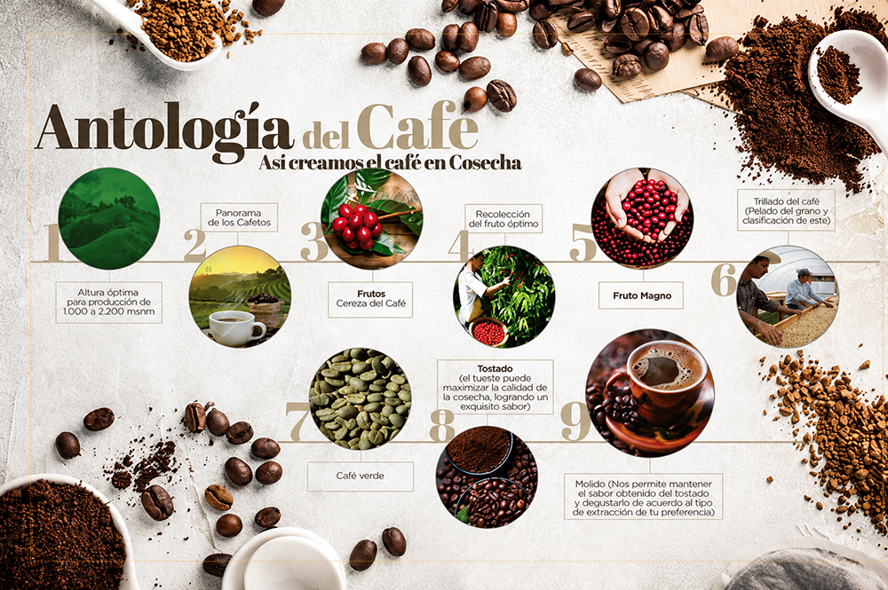 Infografía editorial "Antología del Café" con los nueve pasos de cómo se hace el café en Cosecha